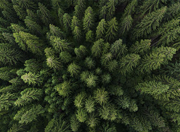 arbres