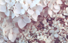 hortensias