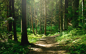 foret